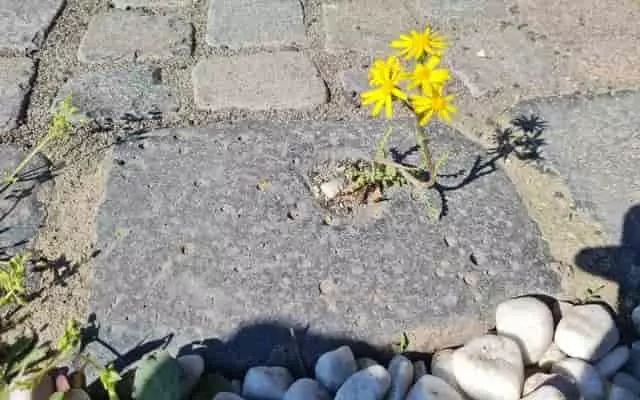 kerti szegélykő kerti szegélykő